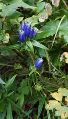 Gentiana linearis