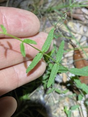 Gonocarpus chinensis