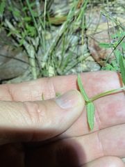 Gonocarpus chinensis