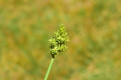 Carex arcta