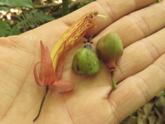 Columnea schiedeana
