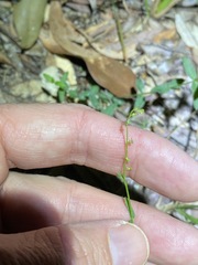 Gonocarpus chinensis