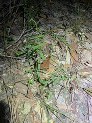 Gonocarpus chinensis