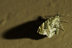 Ceratodalia