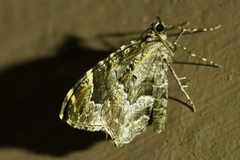 Ceratodalia