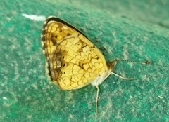 Phyciodes graphica