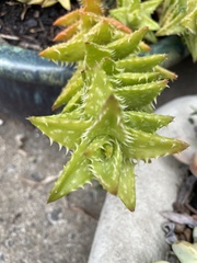 Aloe juvenna