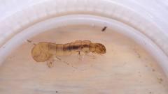 Polycentropus