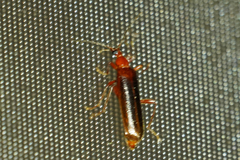 Dendroides ephemeroides