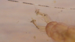 Polycentropus