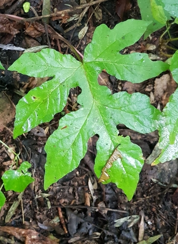 Dorstenia drakena