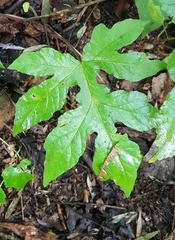 Dorstenia contrajerva