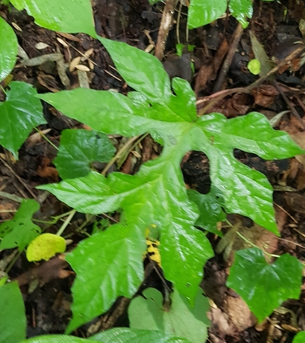 Dorstenia drakena