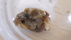 Glossosoma
