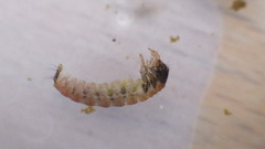 Glossosoma
