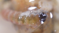 Glossosoma