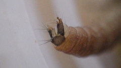 Glossosoma
