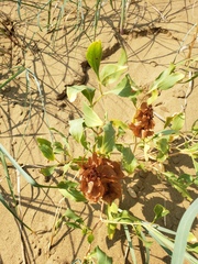 Rumex venosus