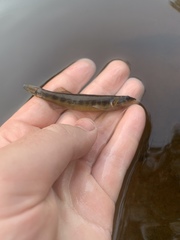 Percina phoxocephala