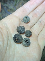 Eucalyptus baileyana