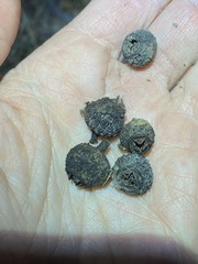 Eucalyptus baileyana