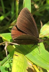 Pedaliodes manis ivica