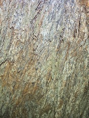 Eucalyptus baileyana