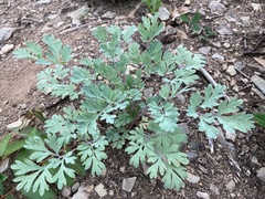 Capnoides sempervirens