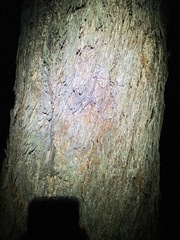 Eucalyptus baileyana