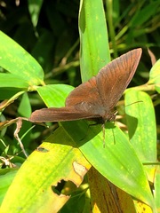 Pedaliodes manis ivica