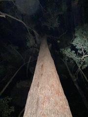 Eucalyptus baileyana