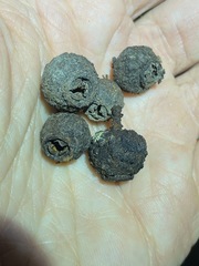 Eucalyptus baileyana