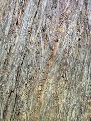 Eucalyptus baileyana