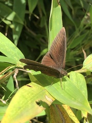 Pedaliodes manis ivica