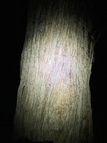 Image of Eucalyptus baileyana by (c) Greg Tasney, some rights reserved (CC BY-SA)