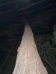 Eucalyptus baileyana