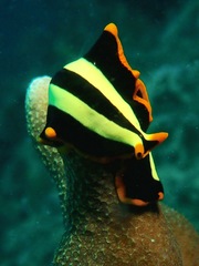 Pseudoceros dimidiatus