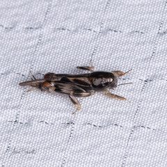 Neotridactylus