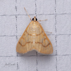 Helvibotys helvialis
