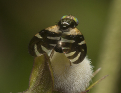 Sphaeniscus atilius