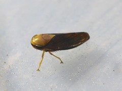 Eutartessus gressitti