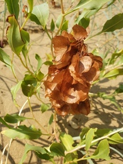 Rumex venosus
