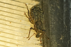 Dyslobus granicollis