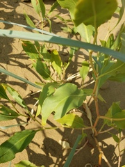 Rumex venosus