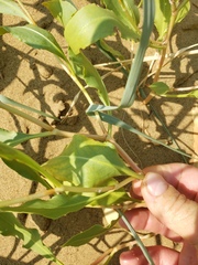 Rumex venosus