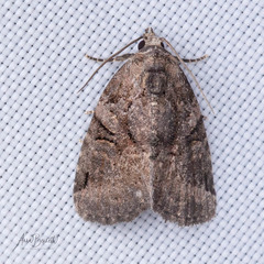 Pseudeustrotia indeterminata