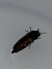 Acmaeodera parkeri