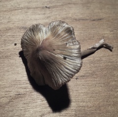 Pseudosperma friabile