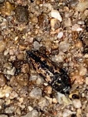 Acmaeodera parkeri