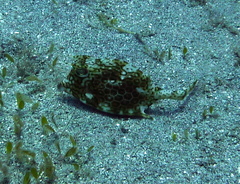 Acanthostracion polygonium